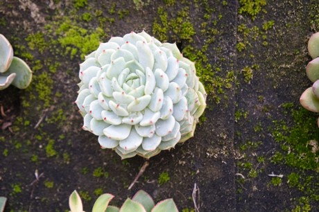 Castellar de la Frontera
